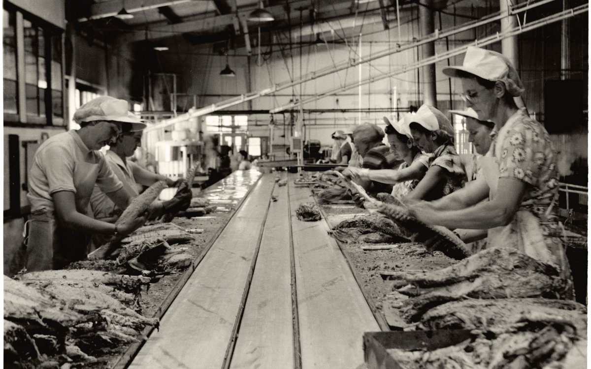 Image of Seven woman standing on either side of a conveyor belt. The belt is full of fish. The women are all wearing white aprons and hair nets. They are packing salmon into tins. They are in a warehouse.