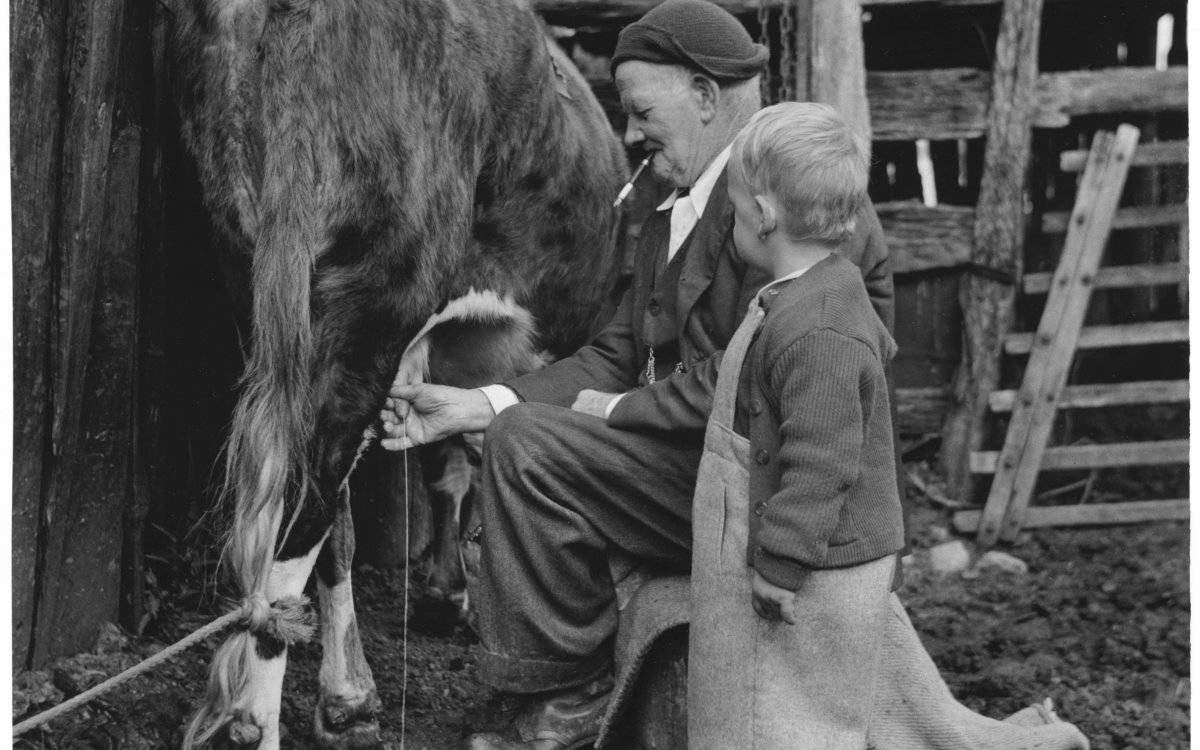 Image of a small boy in oversized overalls stands next to an older man who is seated. The older man is squirting milk from the udder of a cow. The cows rear end is facing the camera, it's head is obscured by the older man. The older man is wearing a beanie and smoking a cigarette.