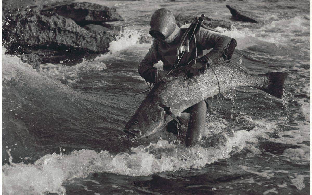Image of a man in home made diving gear hauling a large mulloway fish from the surf. They are surrounded by rocks. The fish is almost as long as the man is tall. The man has a speargun slung across his shoulder.